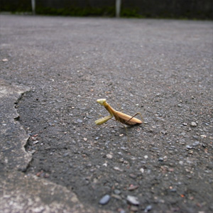 20081026_5