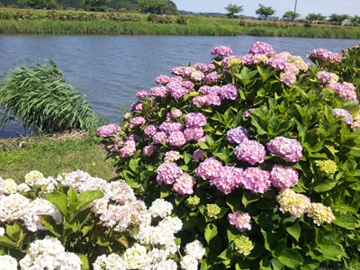 紫陽花