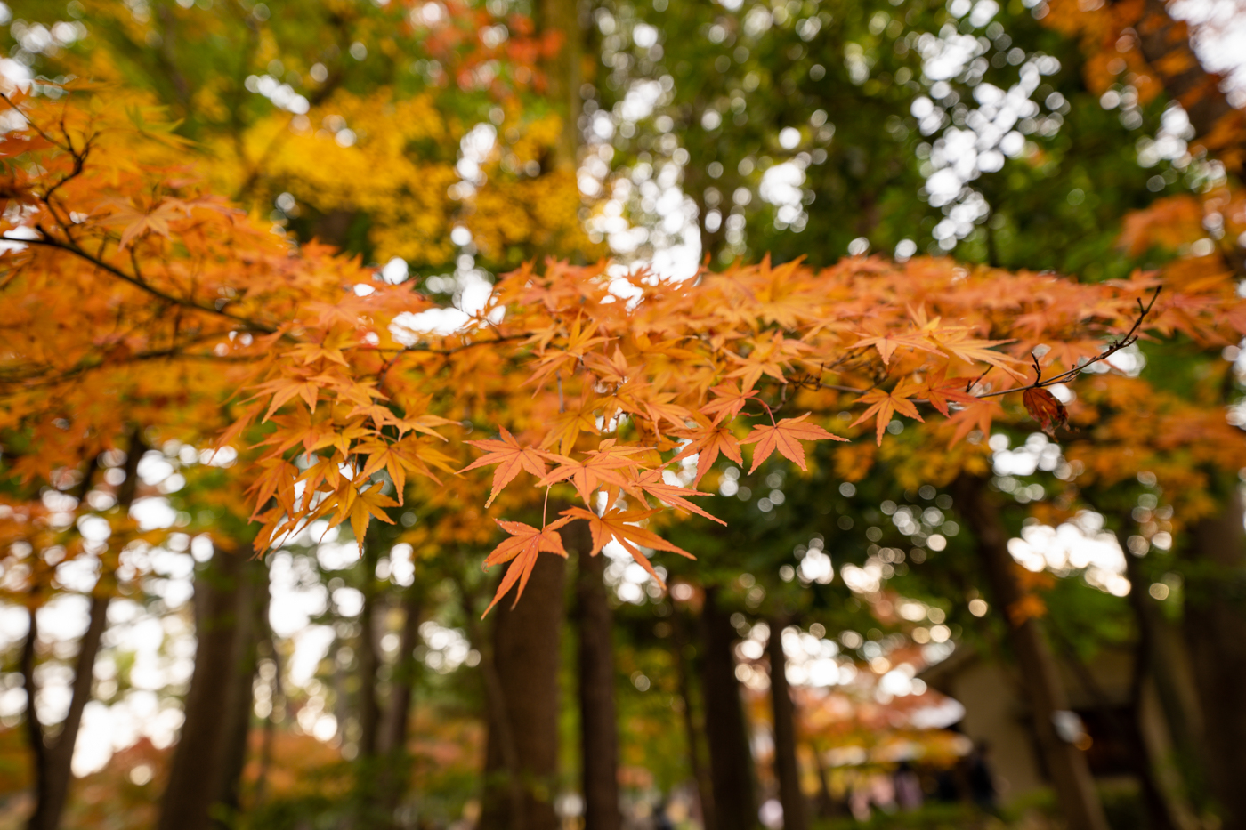 荻窪 大田黒公園 で紅葉を見てきたっ As Usual