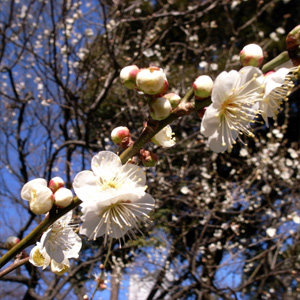 20090208_3