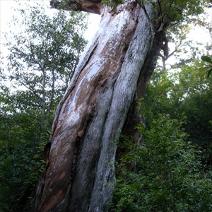 20090508_6