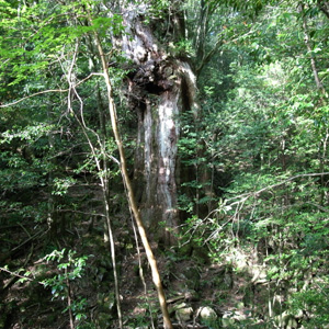 20090510_4