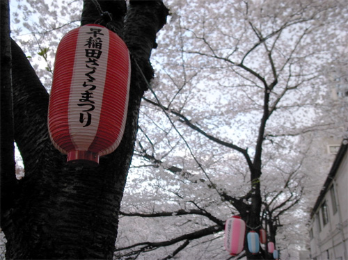 早稲田さくら祭り(前日)