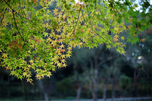 20101107_4
