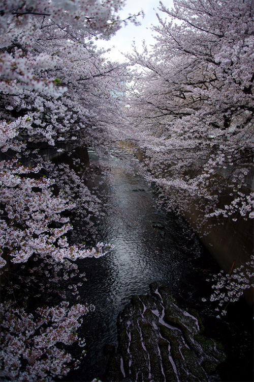 桜。