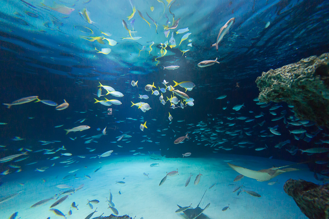サンシャイン水族館