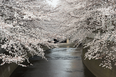 神田川沿い