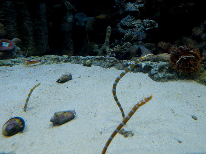 水族館
