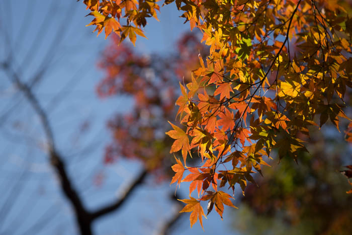 旧古河庭園