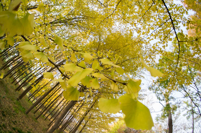 水元公園