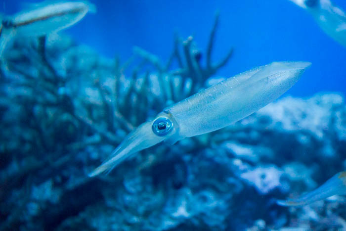 サンシャイン水族館