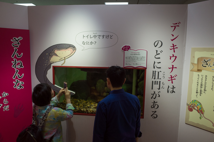 ざんねんないきもの展