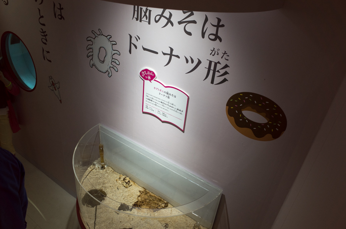 ざんねんないきもの展