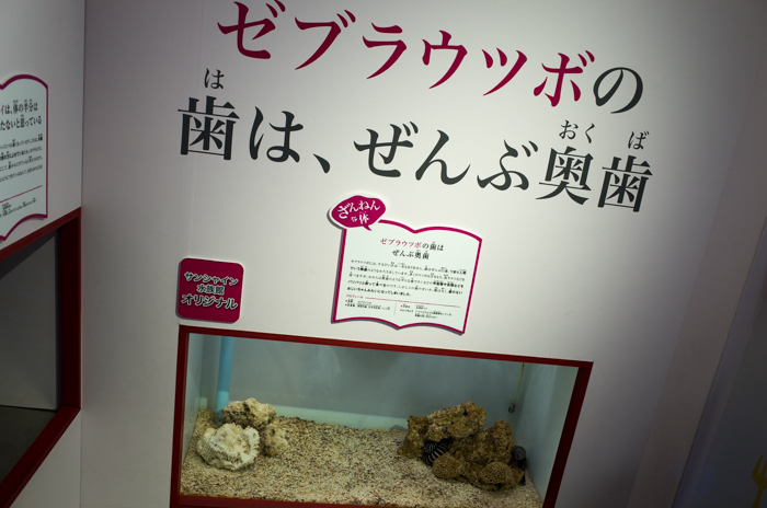 ざんねんないきもの展