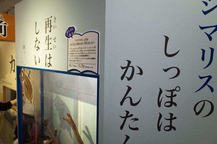 ざんねんないきもの展