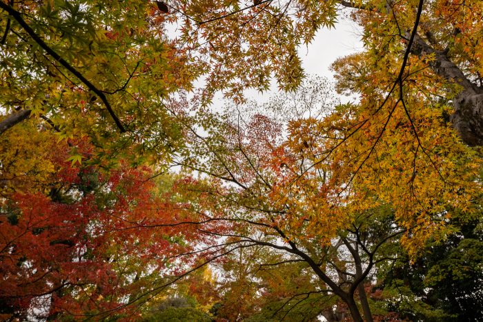 大田黒公園