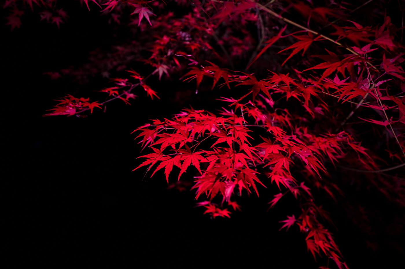 目白庭園で「庭園の紅葉ライトアップ」を見てきたっ！