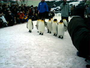 旭山動物園でペンギンの散歩を見てきた