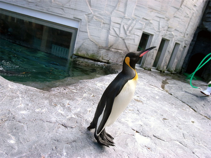 旭山動物園でペンギン達と再会！沼田町で喧嘩あんどんを撮った！(2日目)