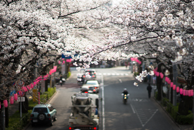 中野通り歩道橋からの眺めと、神田川沿いの桜並木。