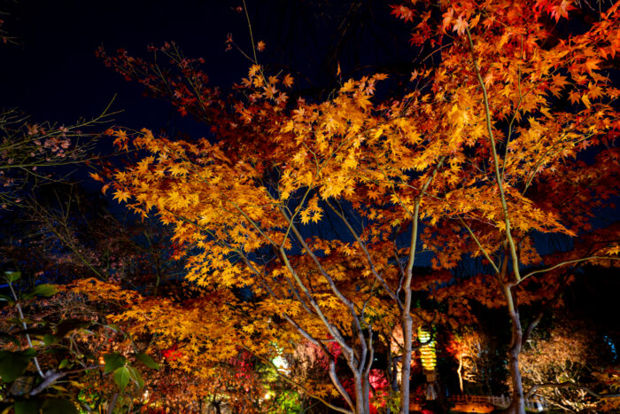 目白庭園ライトアップ