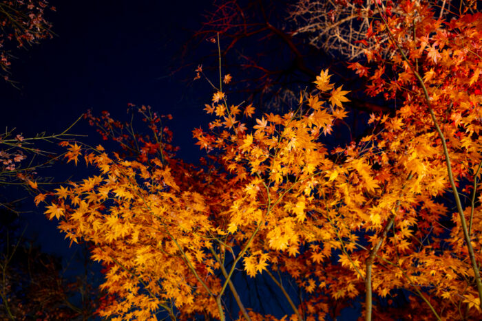 目白庭園ライトアップ